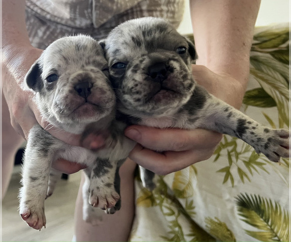 Medium Photo #1  Breeder Profile in KAHULUI, HI, USA