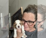 Small Photo #15  Breeder Profile in WAXAHACHIE, TX, USA