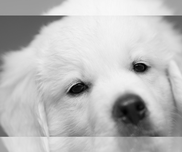 Medium Photo #20  Breeder Profile in ROWLEY, MA, USA