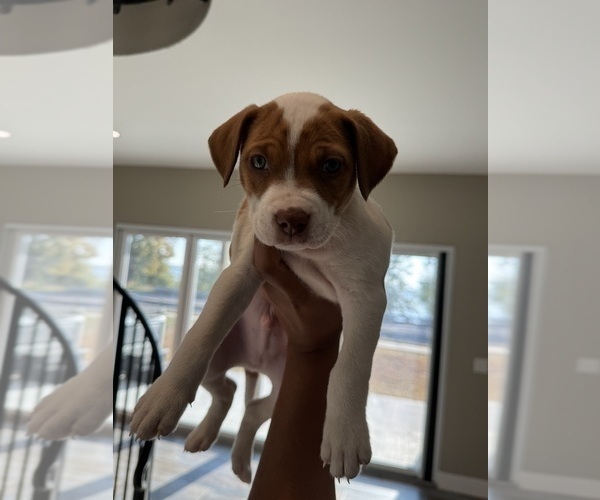 Medium Photo #2  Breeder Profile in PORT HURON, MI, USA