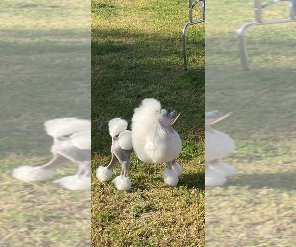 Medium Photo #1  Breeder Profile in LAKE ELSINORE, CA, USA