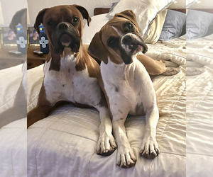 Boxer Dog Breeder near ESPANOLA, NM, USA