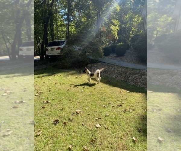 Medium Photo #81  Breeder Profile in MCDONOUGH, GA, USA