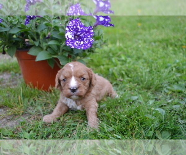 Medium Photo #2  Breeder Profile in GREENWOOD, WI, USA