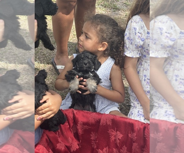 Medium Photo #7  Breeder Profile in PORT ORANGE, FL, USA