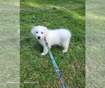 Small Photo #6  Breeder Profile in SCOTTSVILLE, KY, USA