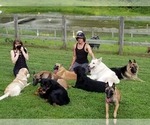 Small Photo #1  Breeder Profile in DOWNINGTOWN, PA, USA
