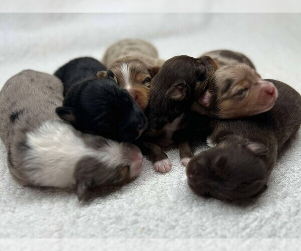 Medium Photo #8  Breeder Profile in SARASOTA, FL, USA