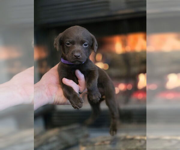 Medium Photo #22  Breeder Profile in FLORA, IL, USA