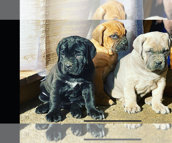 Medium Photo #1  Breeder Profile in POULSBO, WA, USA