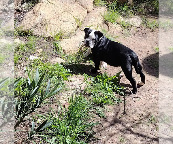Medium Photo #1  Breeder Profile in TEMECULA, CA, USA