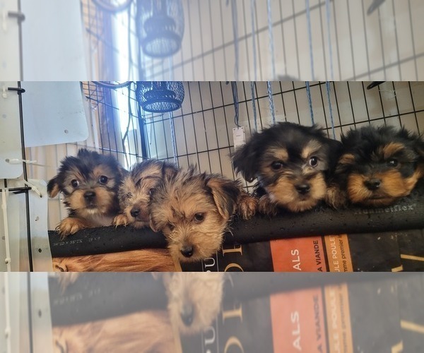 Medium Photo #187  Breeder Profile in AKRON, OH, USA