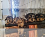 Small #186 Breeder Profile image