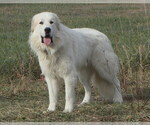 Small #1 Breeder Profile image