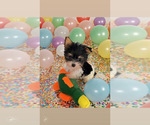 Small breeder photo