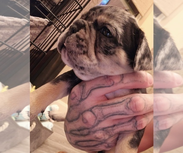 Medium Photo #31  Breeder Profile in CHINO HILLS, CA, USA