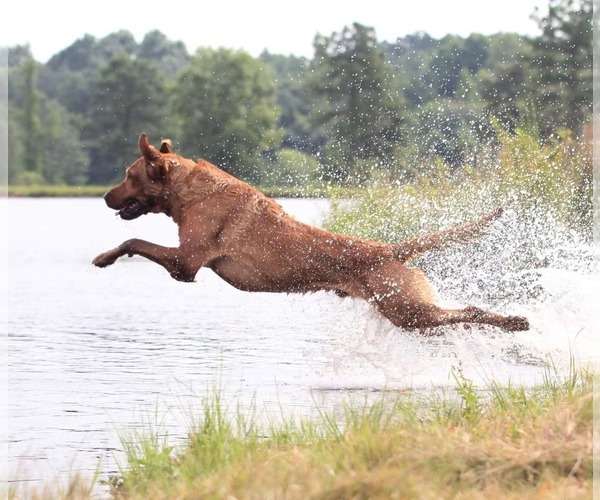 Medium Photo #3  Breeder Profile in DINWIDDIE, VA, USA