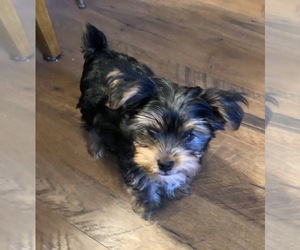 Main photo of Yorkshire Terrier Dog Breeder near SEYMOUR, WI, USA