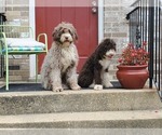 Small #16 Breeder Profile image