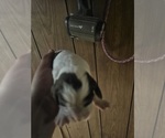 Small #1 Breeder Profile image