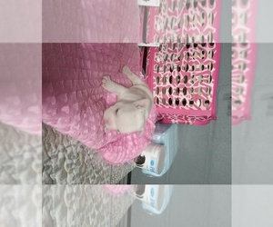 French Bulldog Dog Breeder near ROCHESTER, NY, USA