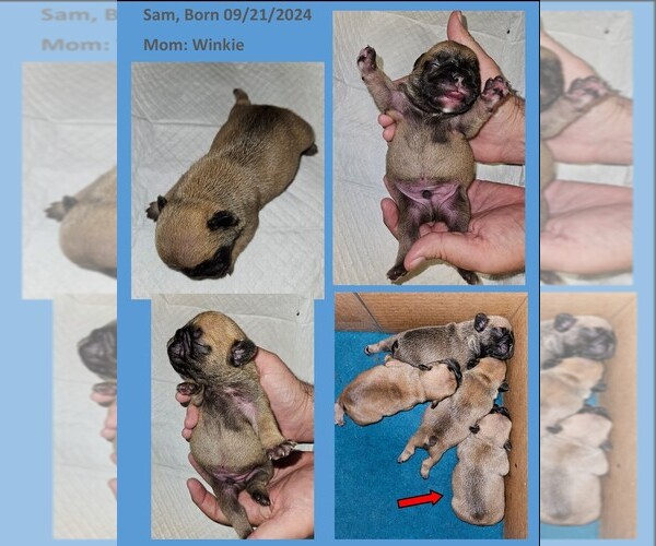 Medium Photo #9  Breeder Profile in BASTROP, TX, USA