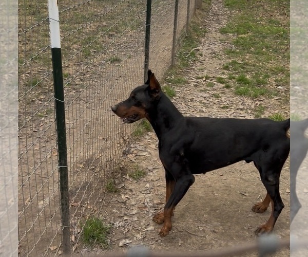 Medium Photo #8  Breeder Profile in ROCKWALL, TX, USA
