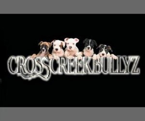 American Bully Dog Breeder near CONVERSE, TX, USA