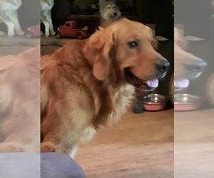 Golden Retriever Dog Breeder in FRANKLIN,  USA