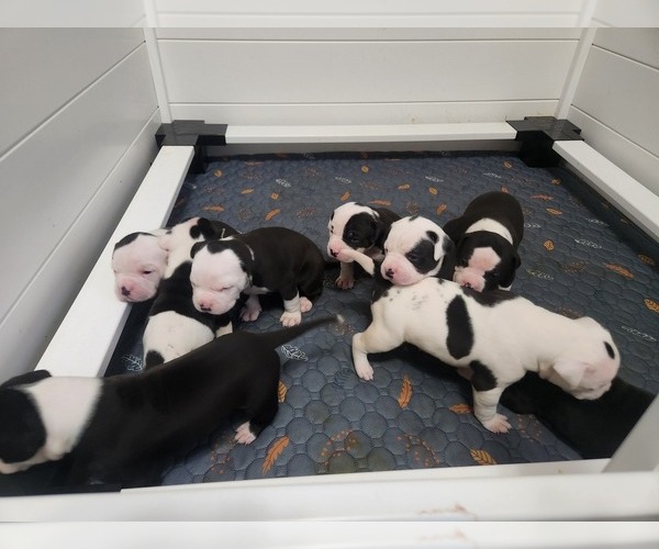 Medium Photo #1  Breeder Profile in BROOKSVILLE, FL, USA