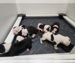 Small breeder photo