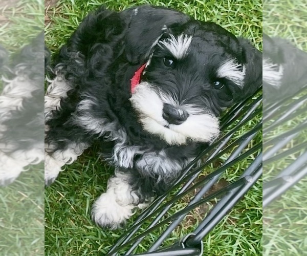 Medium Photo #6  Breeder Profile in WOLCOTTVILLE, IN, USA