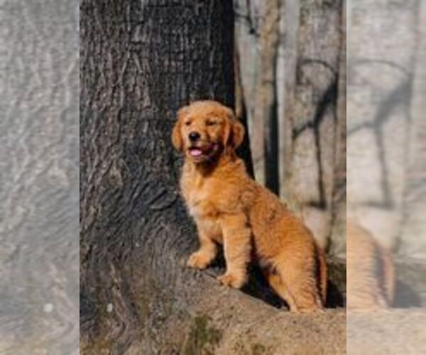 Medium Photo #10  Breeder Profile in MOREHEAD, KY, USA