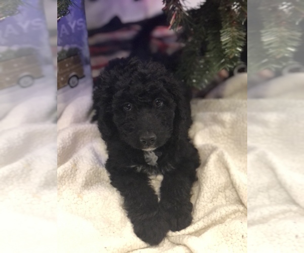 Medium Photo #1  Breeder Profile in HYRUM, UT, USA