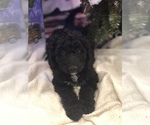 Small breeder photo