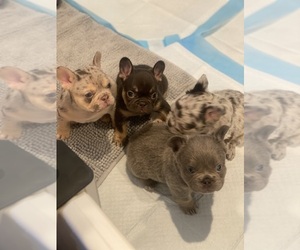 French Bulldog Dog Breeder near LANCASTER, CA, USA