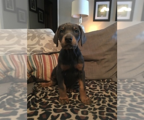 Medium Photo #1  Breeder Profile in THOMASVILLE, NC, USA