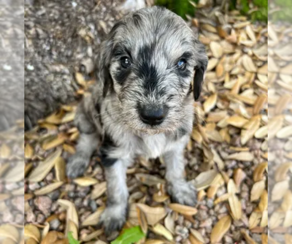Medium Photo #4  Breeder Profile in GILBERT, AZ, USA