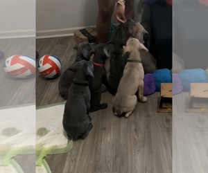 Cane Corso Dog Breeder near ATLANTA, GA, USA