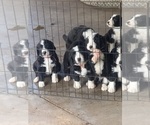 Small #1 Breeder Profile image