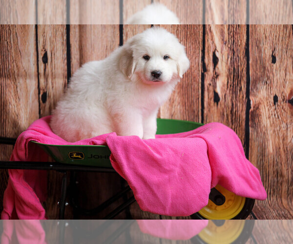 Medium Photo #65  Breeder Profile in POWDER SPRINGS, GA, USA