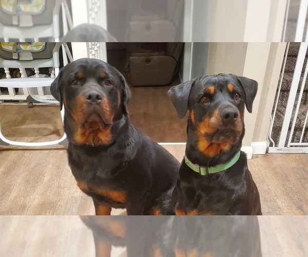 Medium Photo #1  Breeder Profile in MARION, IN, USA