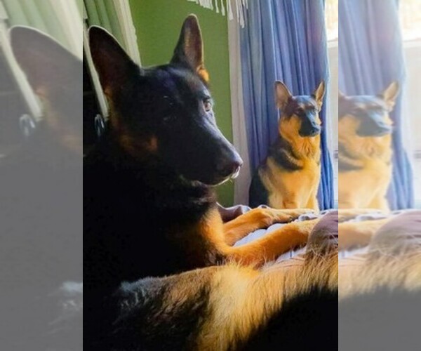 Medium Photo #1  Breeder Profile in PORT CRANE, NY, USA