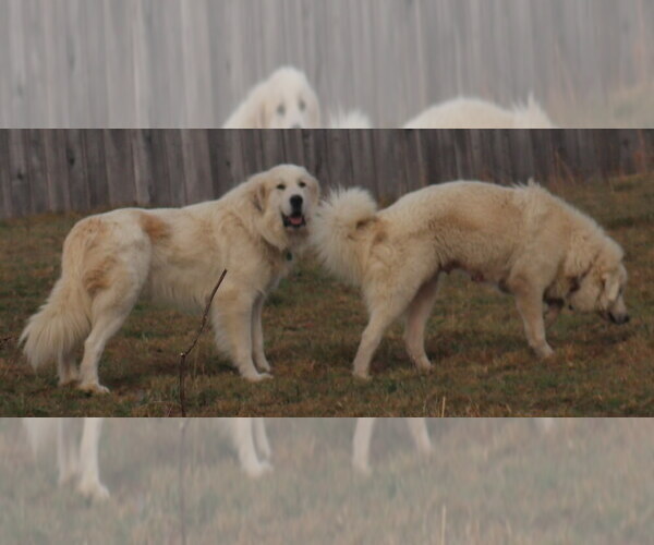 Medium Photo #8  Breeder Profile in NANCY, KY, USA