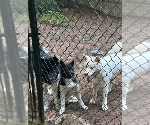 Medium Photo #47  Breeder Profile in MCDONOUGH, GA, USA