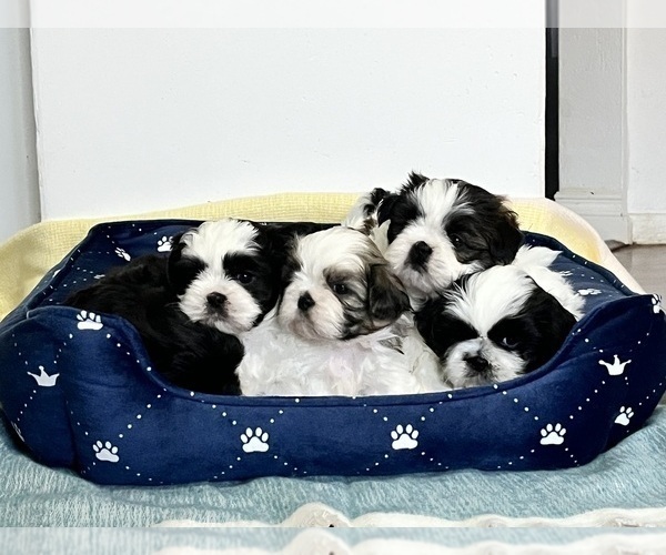 Medium Photo #1  Breeder Profile in VANCOUVER, WA, USA