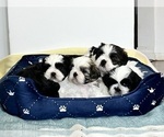 Small breeder photo