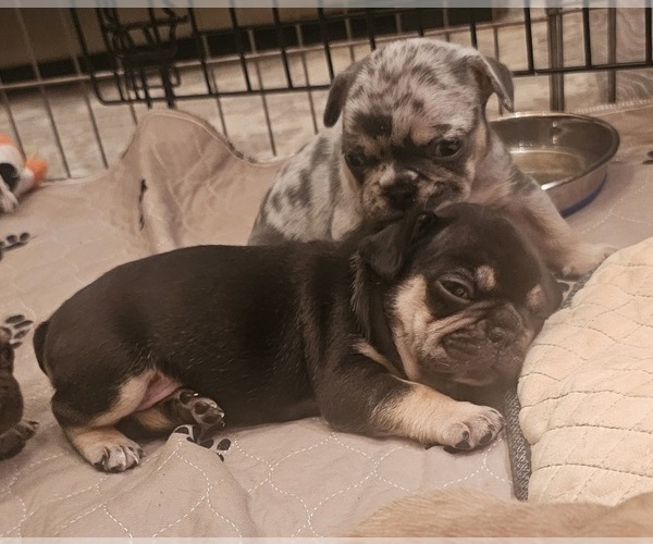 Medium Photo #32  Breeder Profile in CHINO HILLS, CA, USA