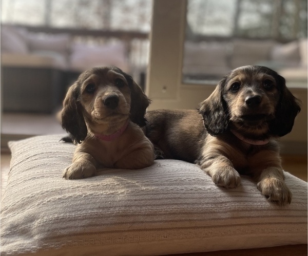 Medium Photo #5  Breeder Profile in LANEXA, VA, USA