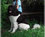 Small breeder photo